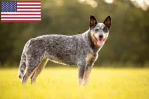 Read more about the article Criadores de Australian Cattle Dog e cachorros nos EUA