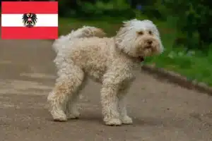 Read more about the article Criadores de Labradoodle Australiano e cachorros na Áustria