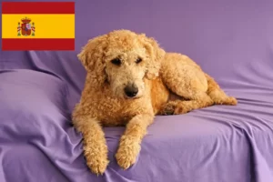 Read more about the article Criadores de Labradoodle Australiano e cachorros em Espanha