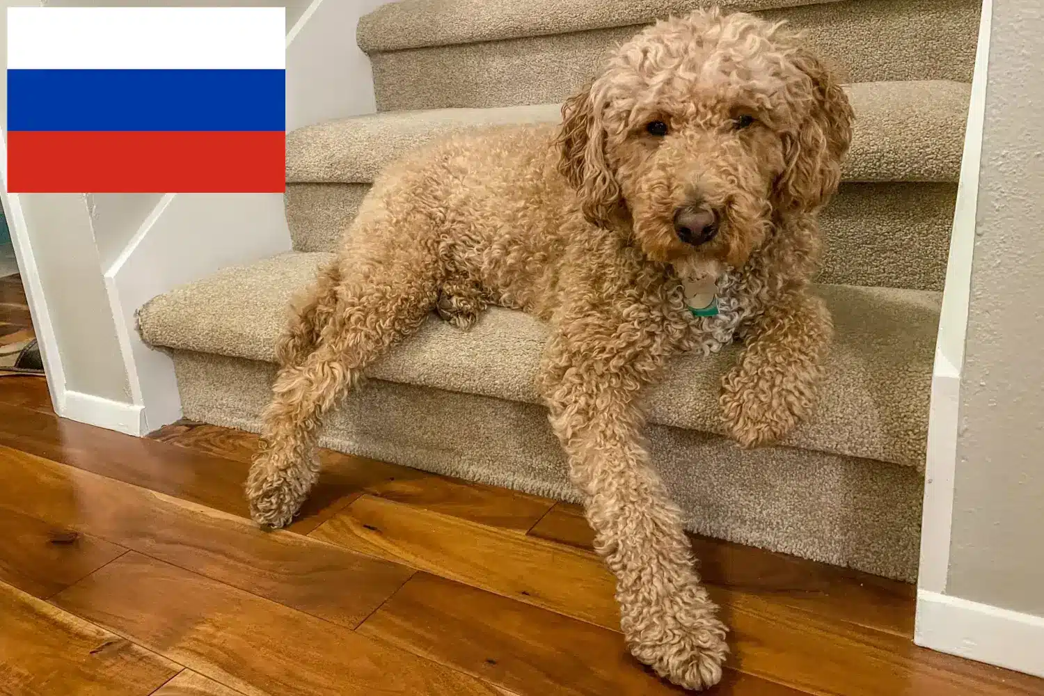 Labradoodle australiano cachorros e criadores Rússia Encontre aqui criadores de Labradoodle Australiano na Rússia.