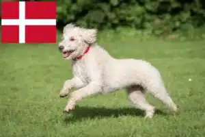 Read more about the article Criadores de Labradoodle Australiano e cachorros na Dinamarca