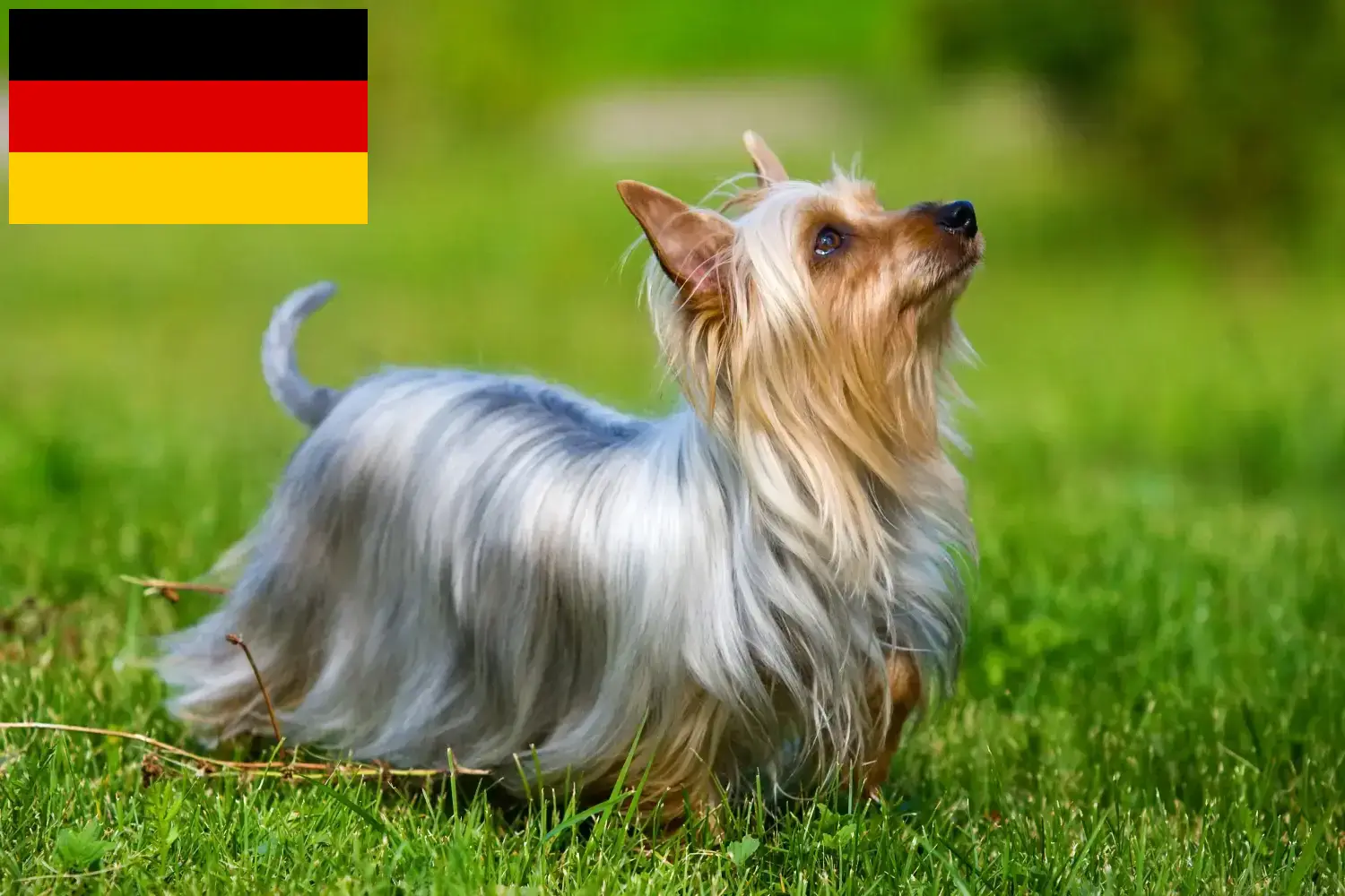 Australian Silky Terrier cachorros e criadores Alemanha Aqui pode encontrar criadores de Silky Terrier Australiano na Alemanha.