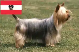 Read more about the article Criadores de Silky Terrier Australiano e cachorros na Áustria