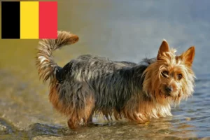 Read more about the article Criadores de Australian Terrier e cachorros na Bélgica