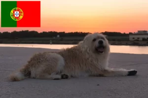 Read more about the article Barbado da Terceira criadores e cachorros em Portugal