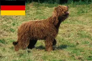 Read more about the article Criadores de Barbetes e cachorros na Alemanha