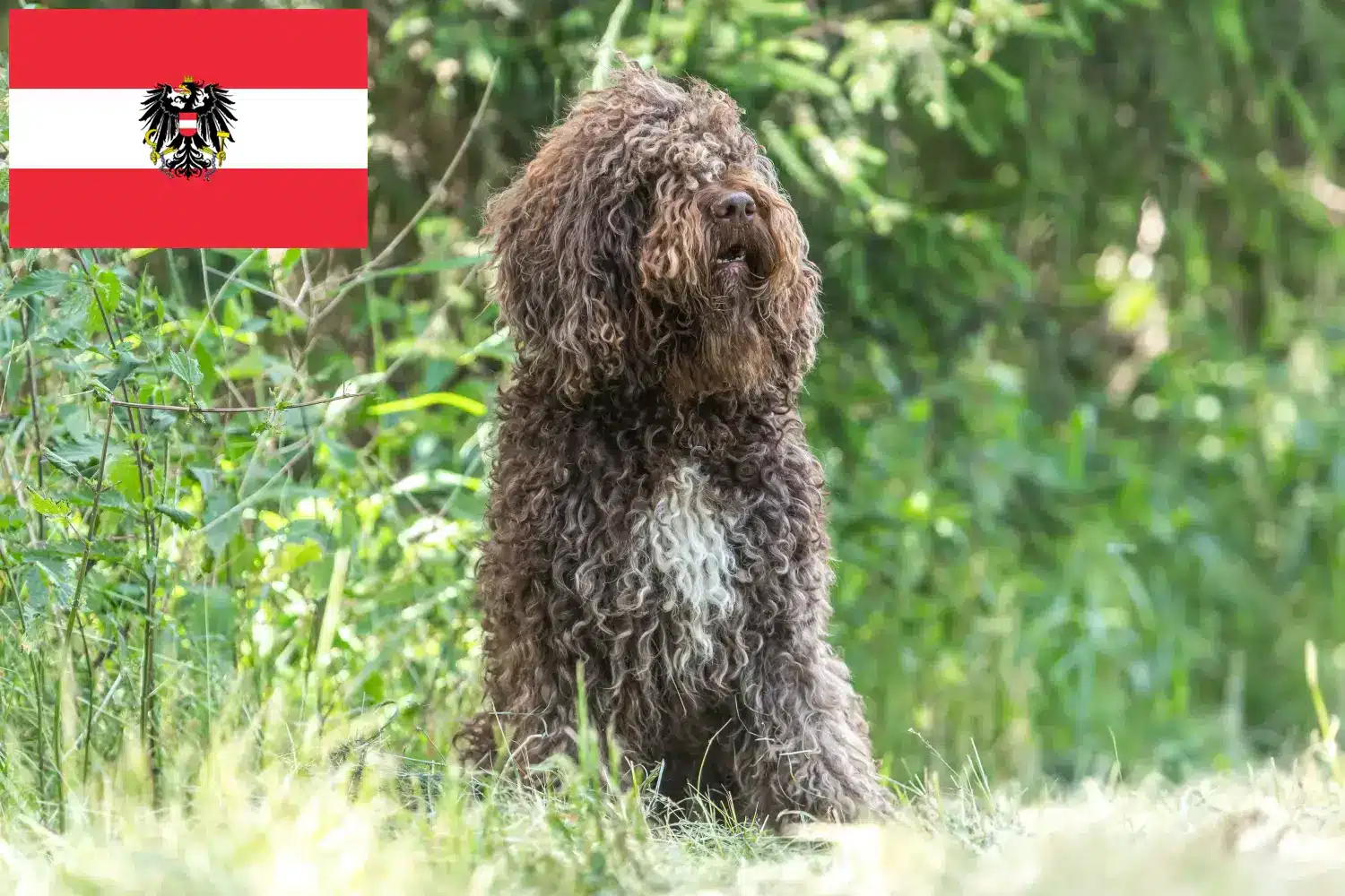 Barbetes cachorros e criadores Áustria Aqui pode encontrar criadores de Barbets na Áustria.