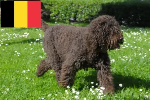 Read more about the article Criadores de barbos e cachorros na Bélgica