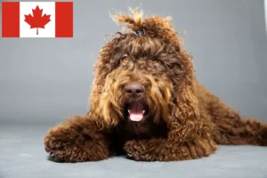 Read more about the article Criadores de Barbetes e cachorros no Canadá