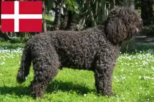 Read more about the article Criadores de barbos e cachorros na Dinamarca