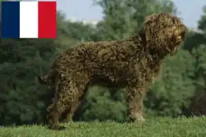 Read more about the article Criadores de barbos e cachorros em França