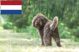 Read more about the article Criadores de Barbetes e cachorros nos Países Baixos