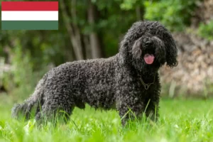 Read more about the article Criadores de Barbetes e cachorros na Hungria
