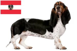 Read more about the article Basset Artésien Normand criadores e cachorros na Áustria