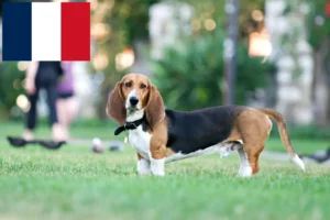 Read more about the article Basset Artésien Normand criadores e cachorros em França