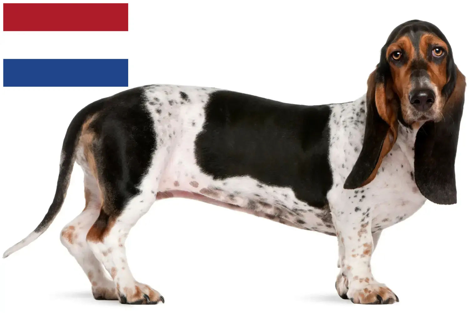 Basset Artésien Normand cachorros e criadores Países Baixos Aqui pode encontrar criadores de Basset Artésien Normands nos Países Baixos.
