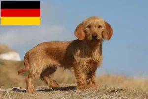 Read more about the article Basset fauve de Bretagne criadores e cachorros na Alemanha