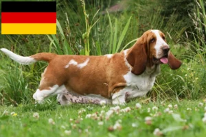 Read more about the article Criadores de Basset Hound e cachorros na Alemanha