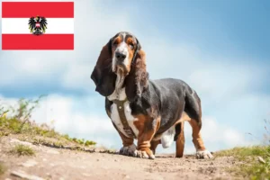 Read more about the article Criadores de Basset Hound e cachorros na Áustria