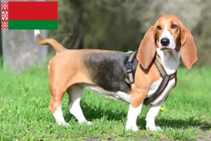 Read more about the article Criadores de Basset Hound e cachorros na Bielorrússia