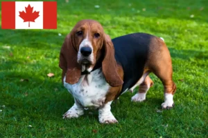 Read more about the article Criadores de Basset Hound e cachorros no Canadá