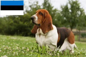 Read more about the article Criadores de Basset Hound e cachorros em Estónia