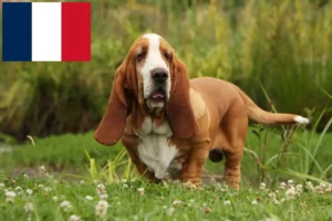 Read more about the article Criadores de Basset Hound e cachorros em França