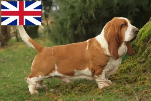 Read more about the article Criadores de Basset Hound e cachorros na Grã-Bretanha