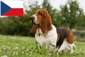 Read more about the article Criadores de Basset Hound e cachorros na República Checa