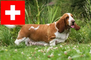 Read more about the article Criadores de Basset Hound e cachorros na Suíça