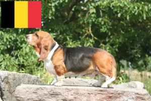 Read more about the article Criadores de Basset Hound e cachorros na Bélgica