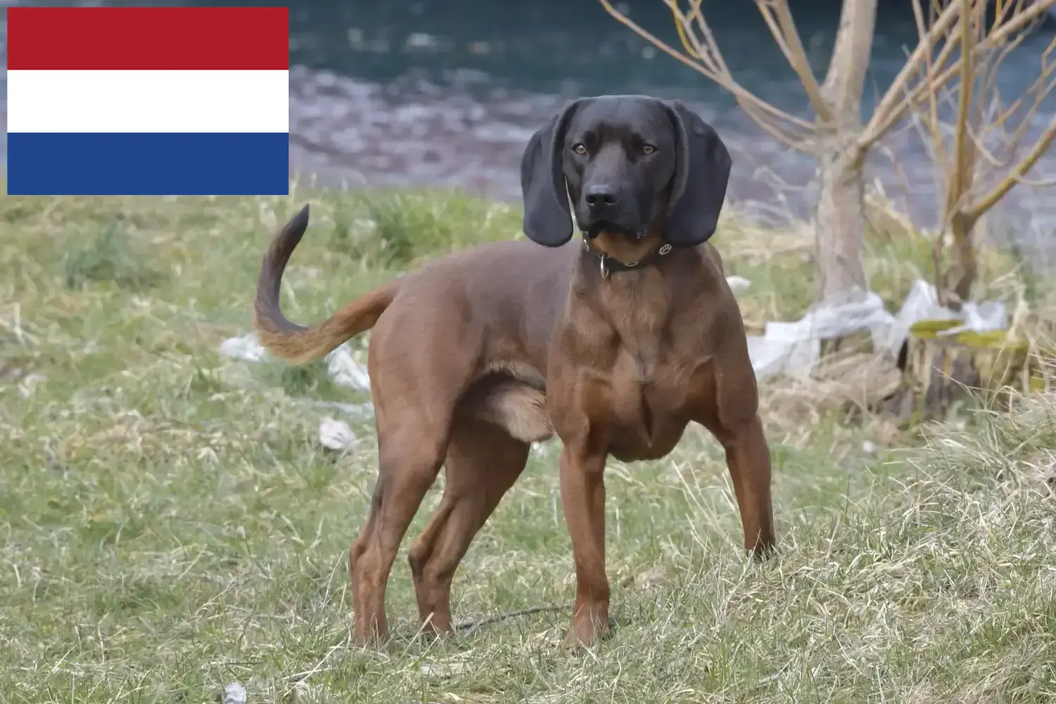 Cachorros e criadores de Bavarian Mountain Hound Países Baixos Aqui pode encontrar criadores de Bavarian Mountain Hound nos Países Baixos.