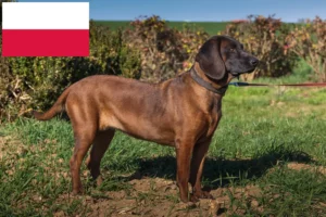 Read more about the article Criadores de Bavarian Mountain Hound e cachorros na Polónia