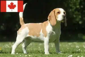 Read more about the article Criadores de Beagle e cachorros no Canadá