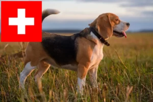 Read more about the article Criadores de Beagle e cachorros na Suíça