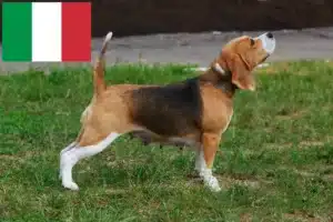 Read more about the article Criadores de Beagle e cachorros em Itália
