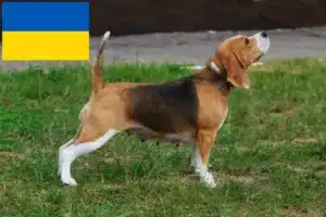 Read more about the article Criadores de Beagle e cachorros na Ucrânia