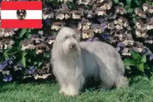 Read more about the article Criadores de Bearded Collie e cachorros na Áustria