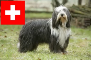 Read more about the article Criadores de Bearded Collie e cachorros na Suíça