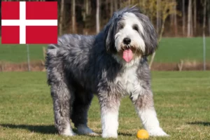 Read more about the article Criadores de Bearded Collie e cachorros na Dinamarca