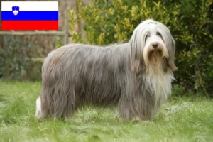 Read more about the article Criadores de Bearded Collie e cachorros na Eslovénia