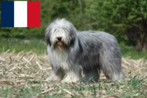 Read more about the article Criadores de Collie barbudo e cachorros em França