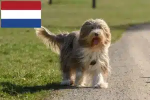 Read more about the article Criadores de Bearded Collie e cachorros nos Países Baixos