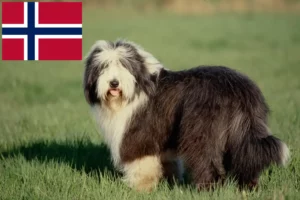 Read more about the article Criadores de Bearded Collie e cachorros na Noruega