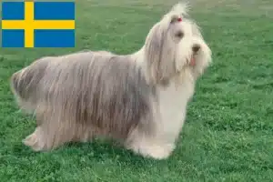 Read more about the article Criadores de Bearded Collie e cachorros na Suécia