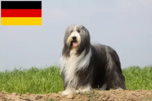 Read more about the article Criadores de Bearded Collie e cachorros na Alemanha