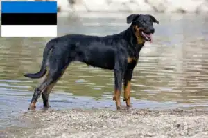 Read more about the article Criadores de Beauceron e cachorros na Estónia