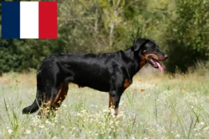 Read more about the article Criadores de Beauceron e cachorros em França