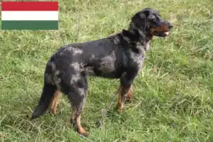 Read more about the article Criadores de Beauceron e cachorros na Hungria