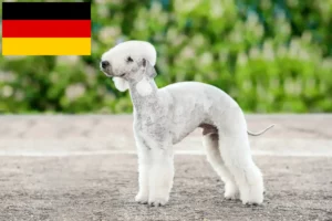 Read more about the article Criadores de Bedlington Terrier e cachorros na Alemanha